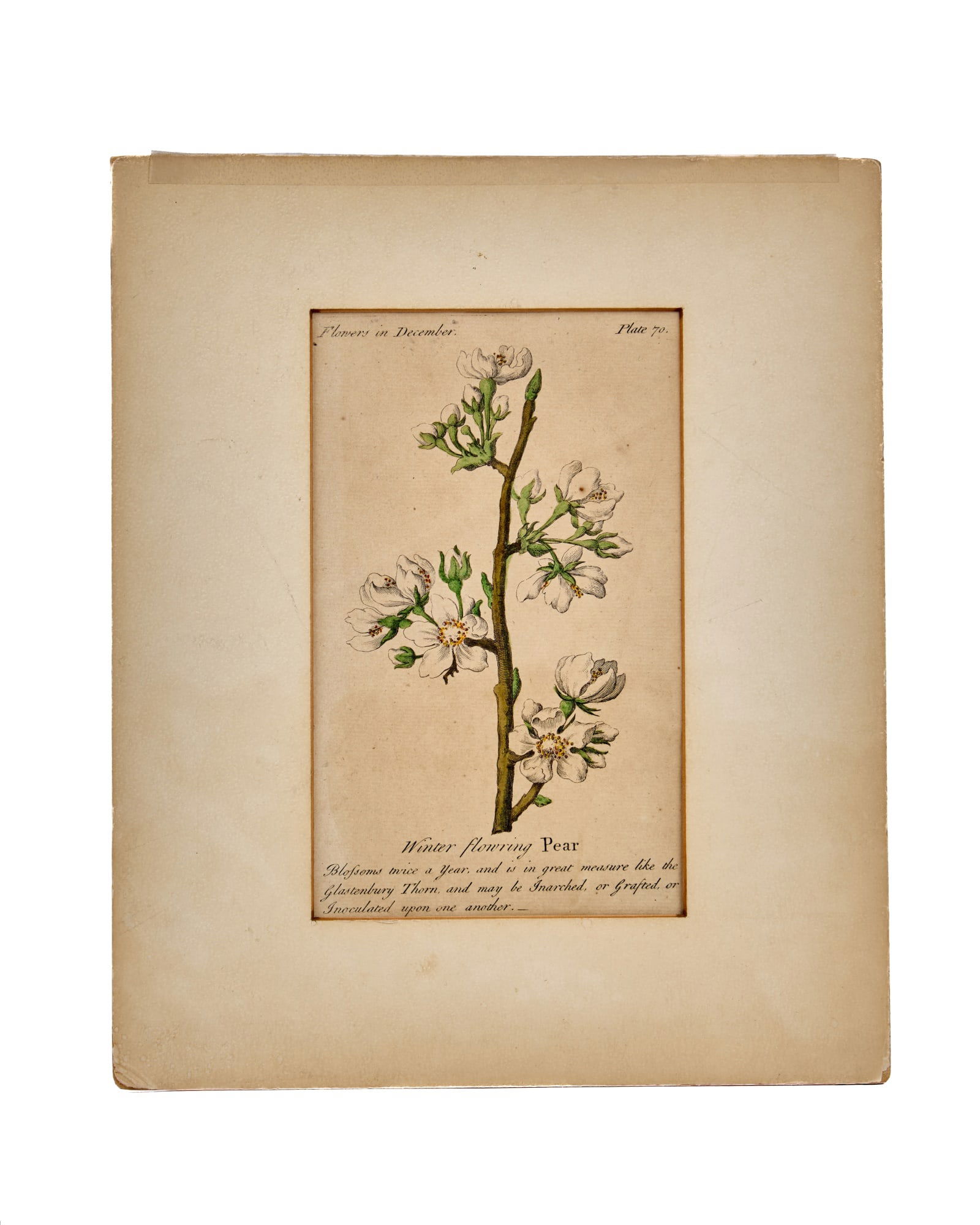 (18th c) BOTANICAL ENGRAVING of a WINTER PEAR (1 of 6)