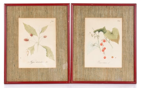 PAIR of (19th/20th c) BOTANICAL WATERCOLORS