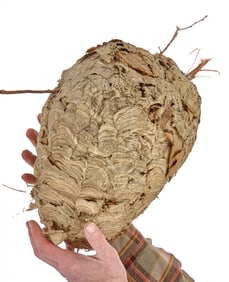 14 INCH WASPS NEST (BYKE)