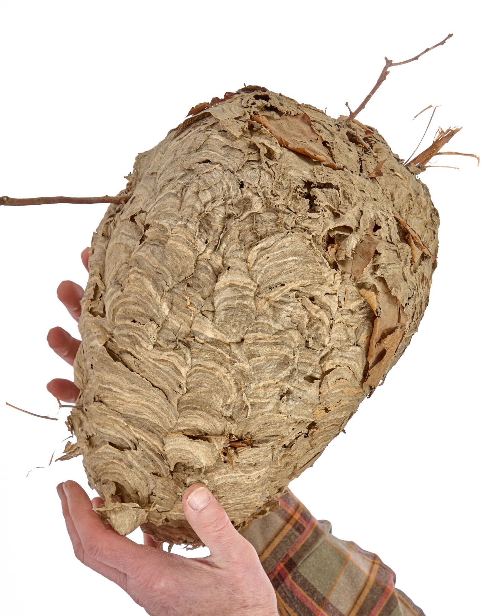 14 INCH WASPS NEST (BYKE) (1 of 7)