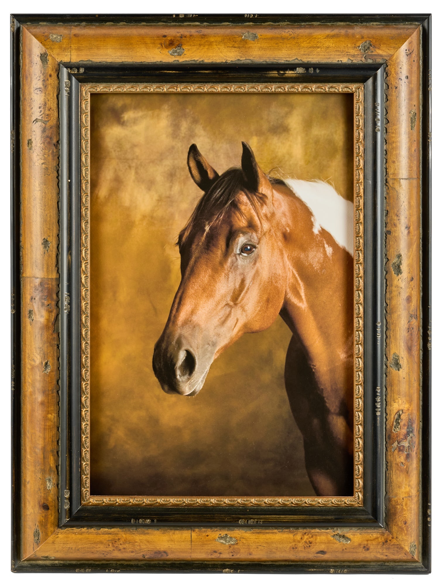 KATE GRISWOLD (b. 1954) Portrait of a Horse (1 of 7)