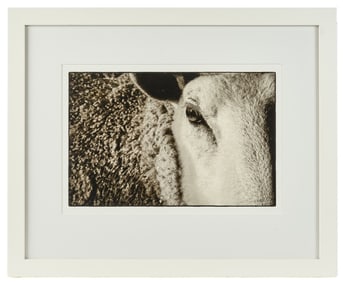 KATE GRISWOLD (b. 1954) Sheep