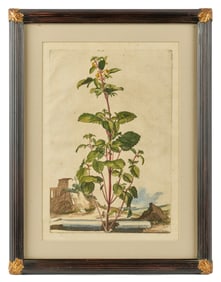 ABRAHAM MUNTING HAND COLORED BOTANICAL PRINT