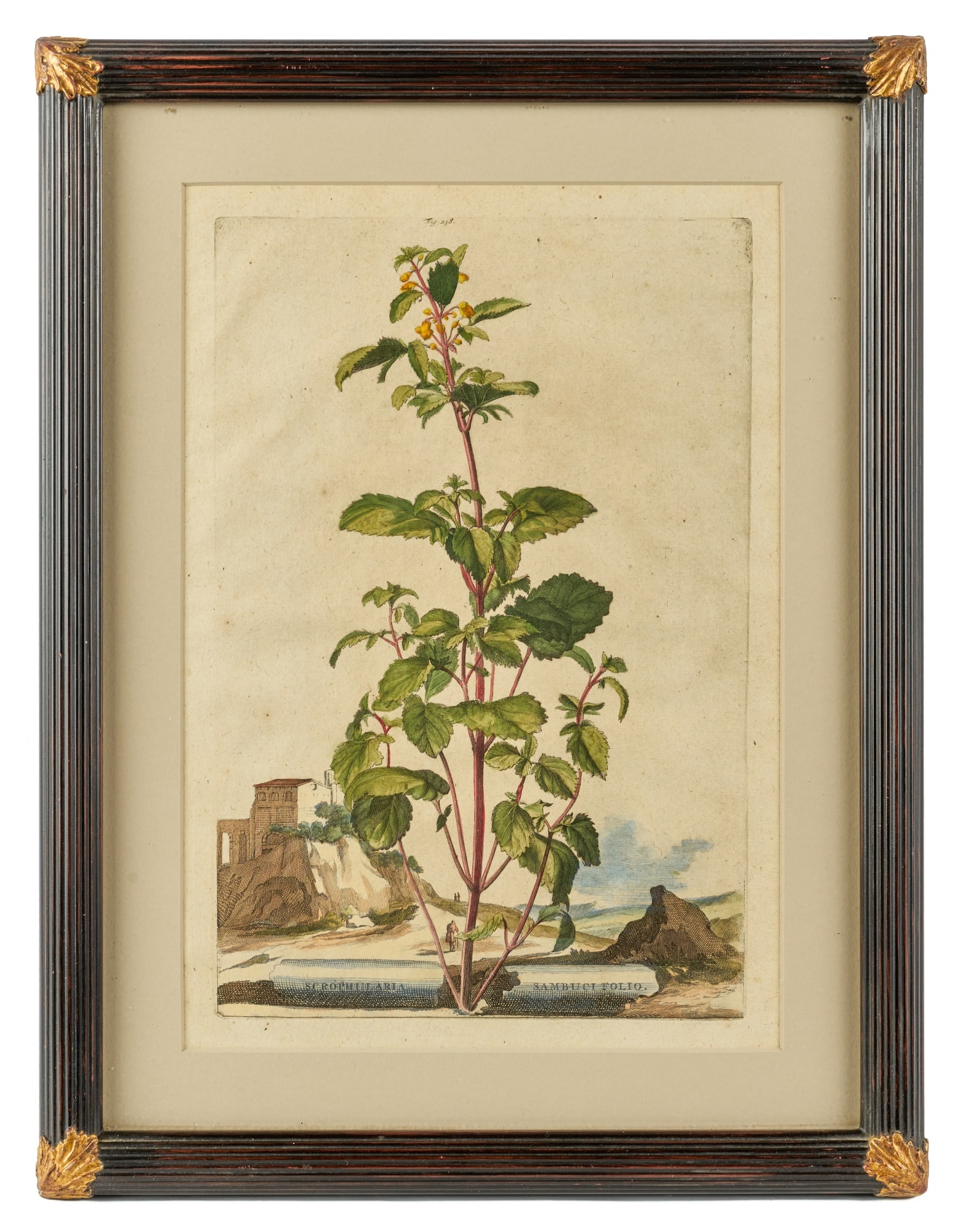 ABRAHAM MUNTING HAND COLORED BOTANICAL PRINT (1 of 10)