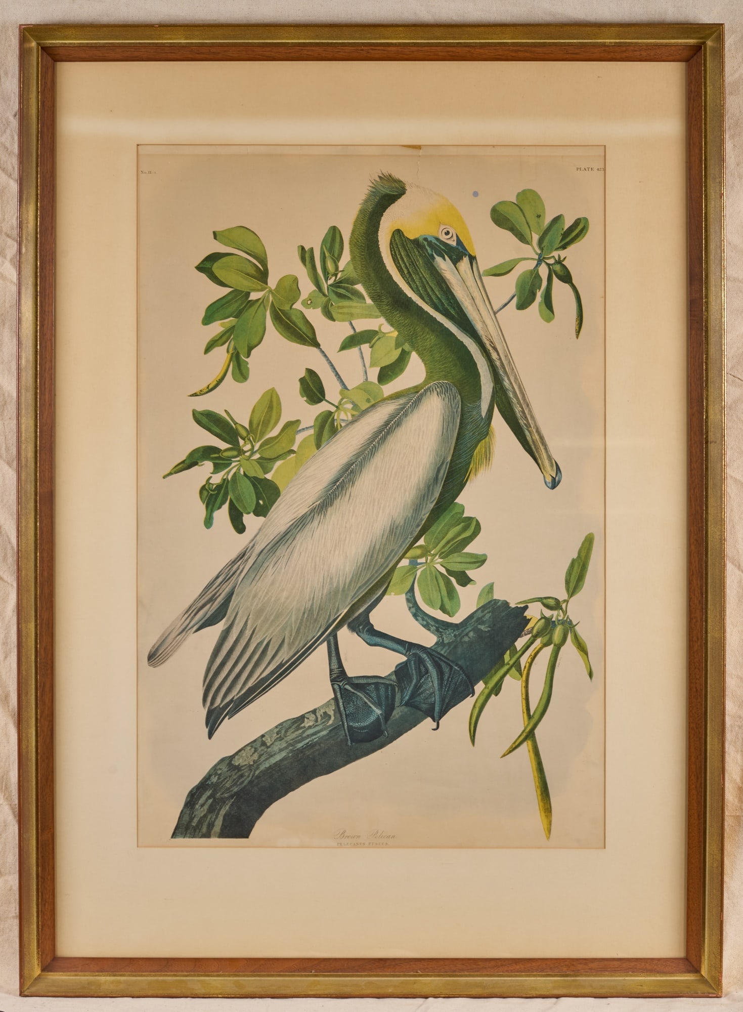 JOHN JAMES AUDUBON (1785-1851) "BROWN PELICAN" (1 of 12)