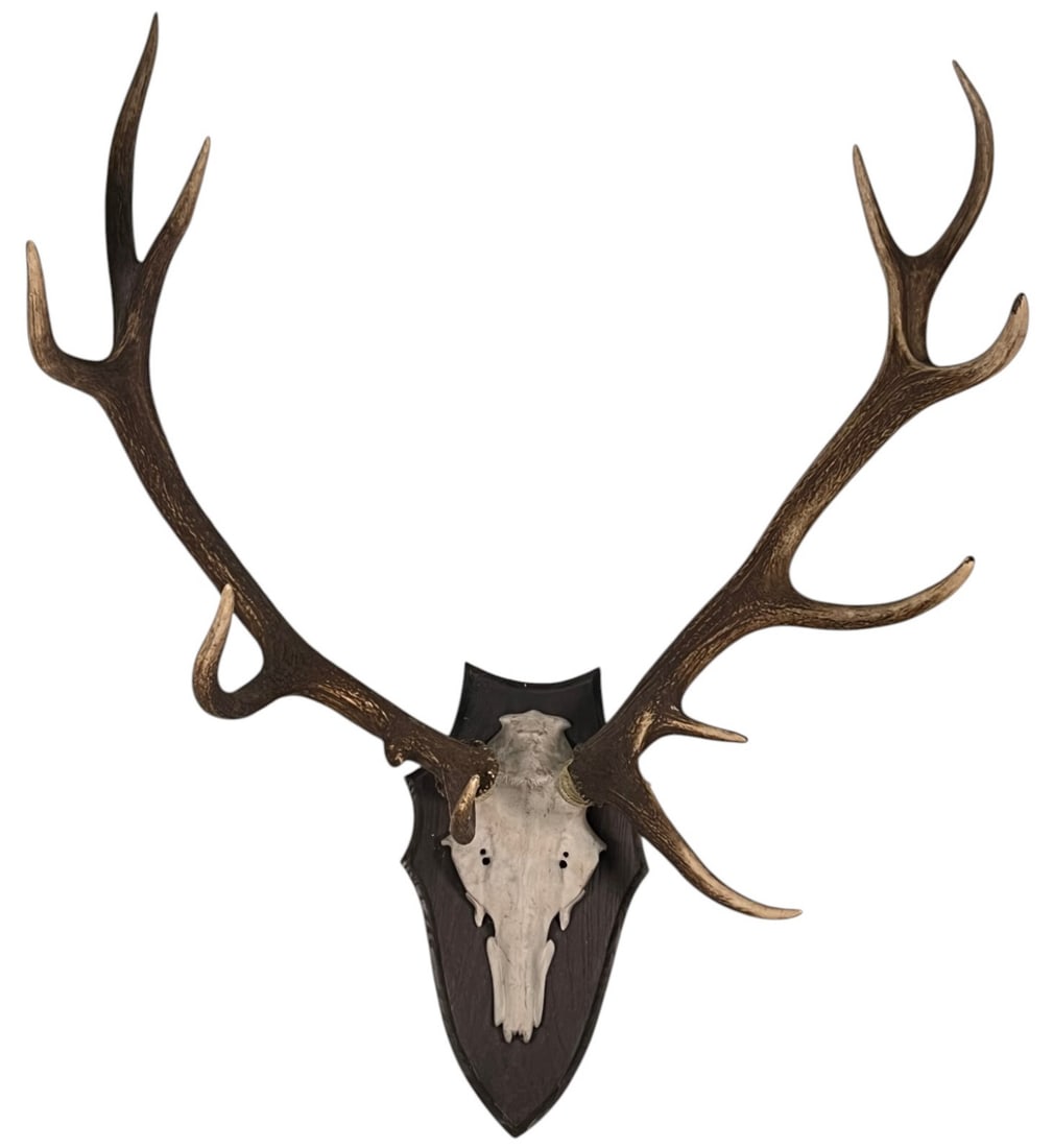 VINTAGE STAG ANTLER TROPHY PLAQUE (1 of 6)