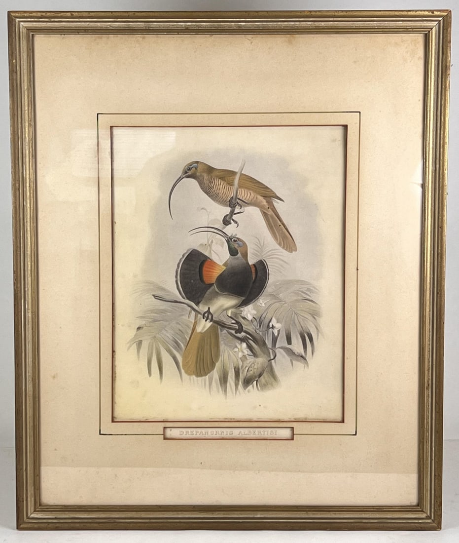 (19th c) HAND COLORED BIRD ETCHING: 23 5/8" x 19 1/2" framed