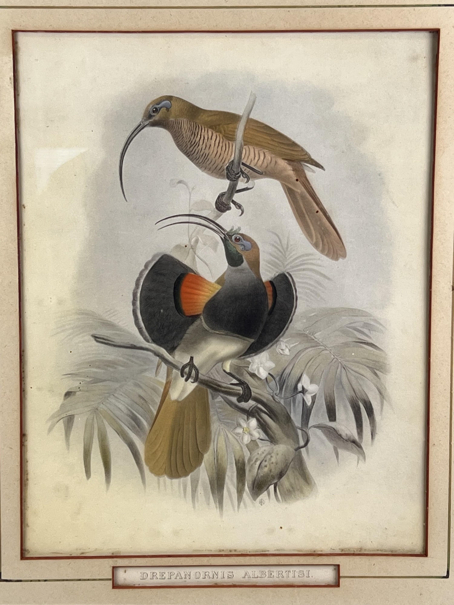 DANIEL GIRAUD ELLIOT (1835-1915) "DREPANORNIS ALBERTISI" - 2