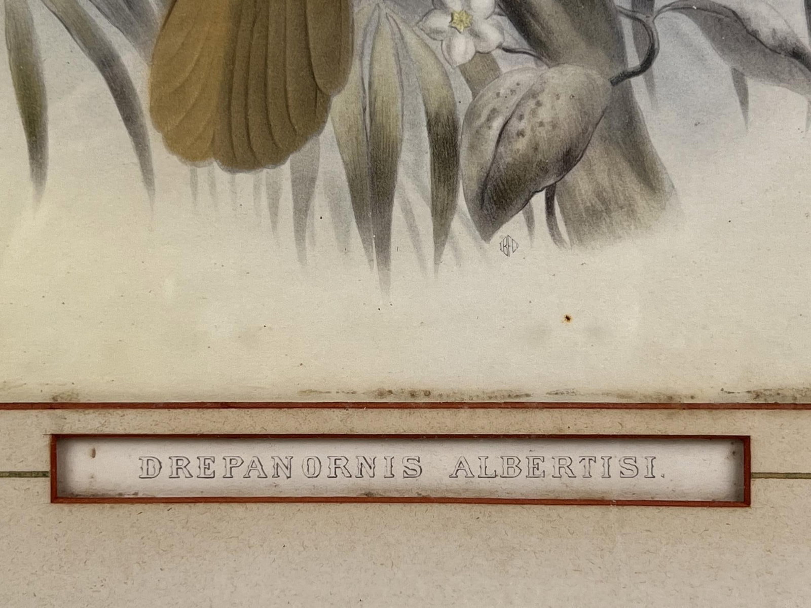 DANIEL GIRAUD ELLIOT (1835-1915) "DREPANORNIS ALBERTISI" - 5