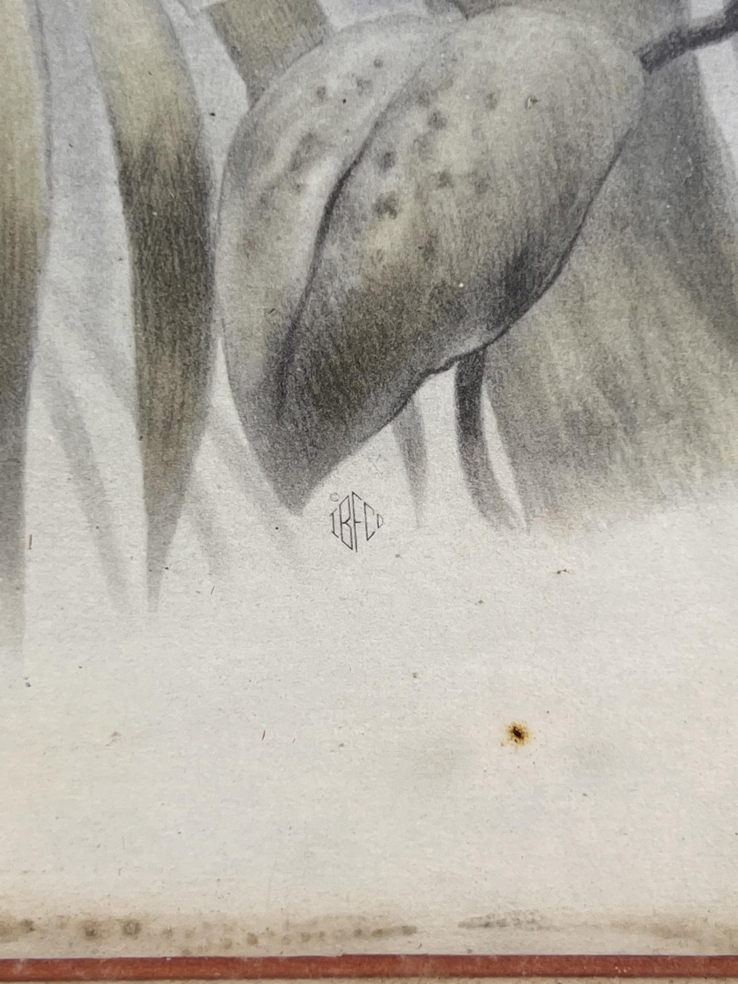 DANIEL GIRAUD ELLIOT (1835-1915) "DREPANORNIS ALBERTISI" - 6