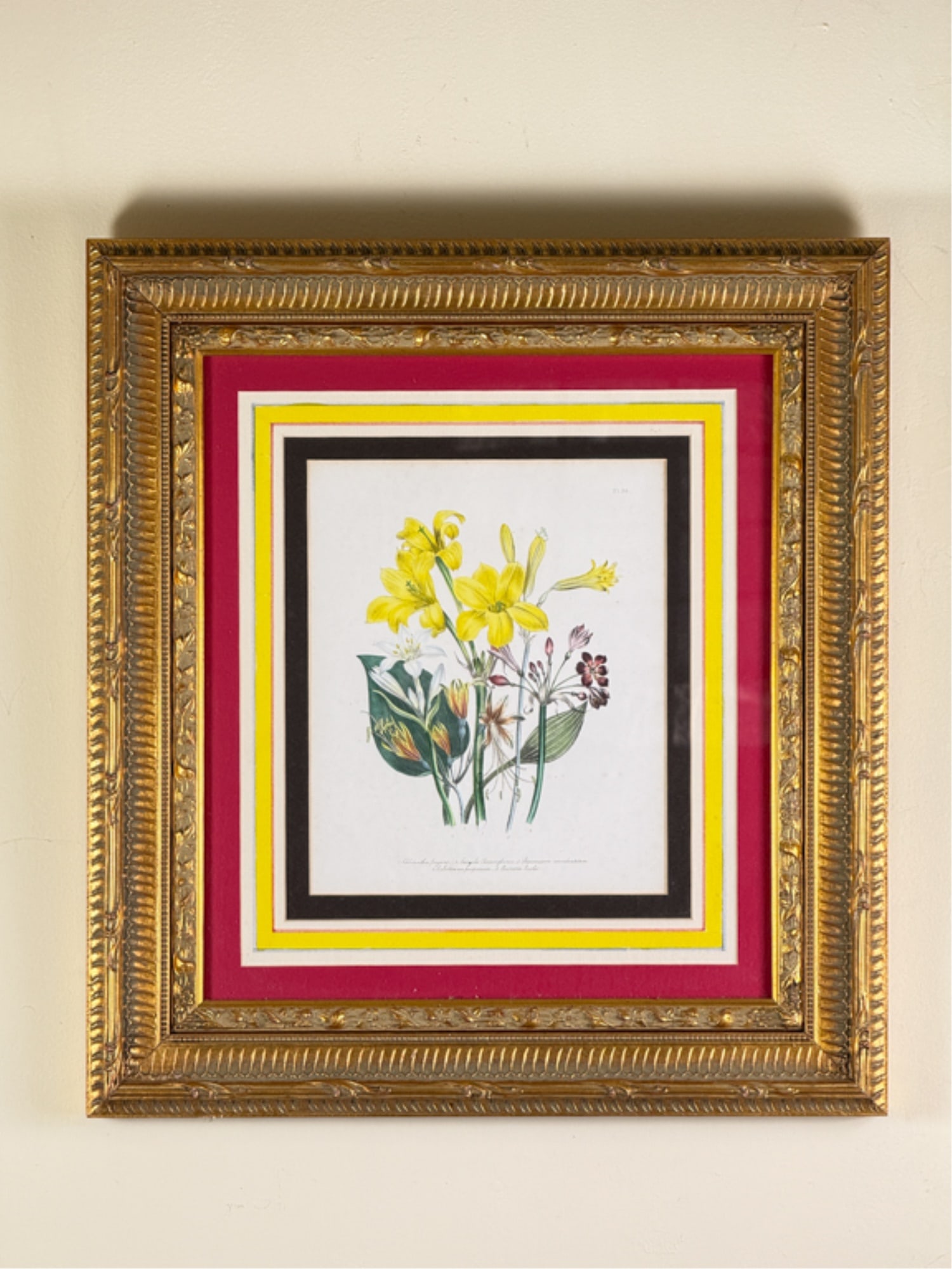 (19thc) JANE WELLS LOUDON BOTANICAL LITHOGRAPHS (1 of 5)
