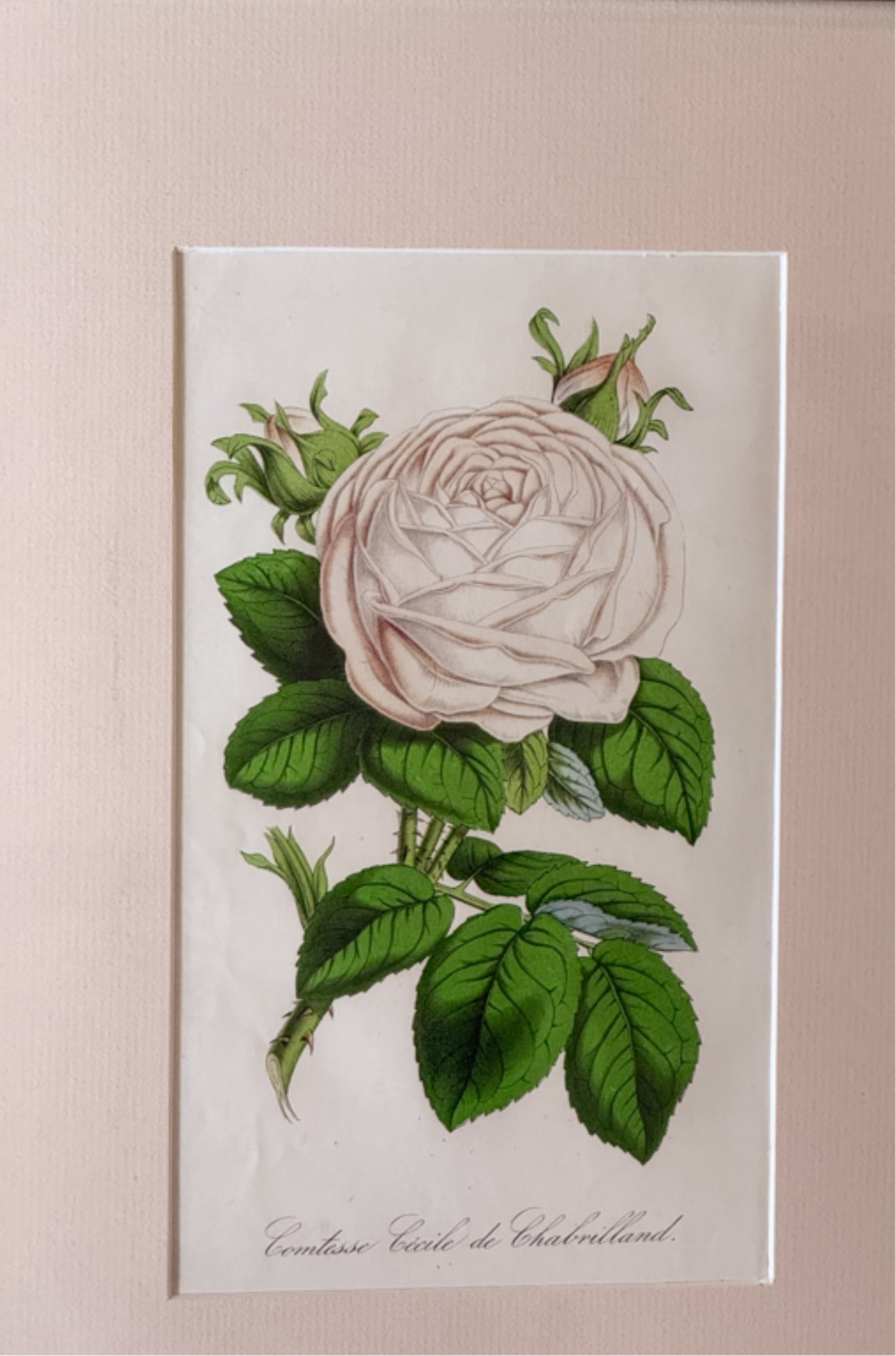 FOUR (19thc) BOTANICAL LITHOS IN MATCHING FRAMES - 2