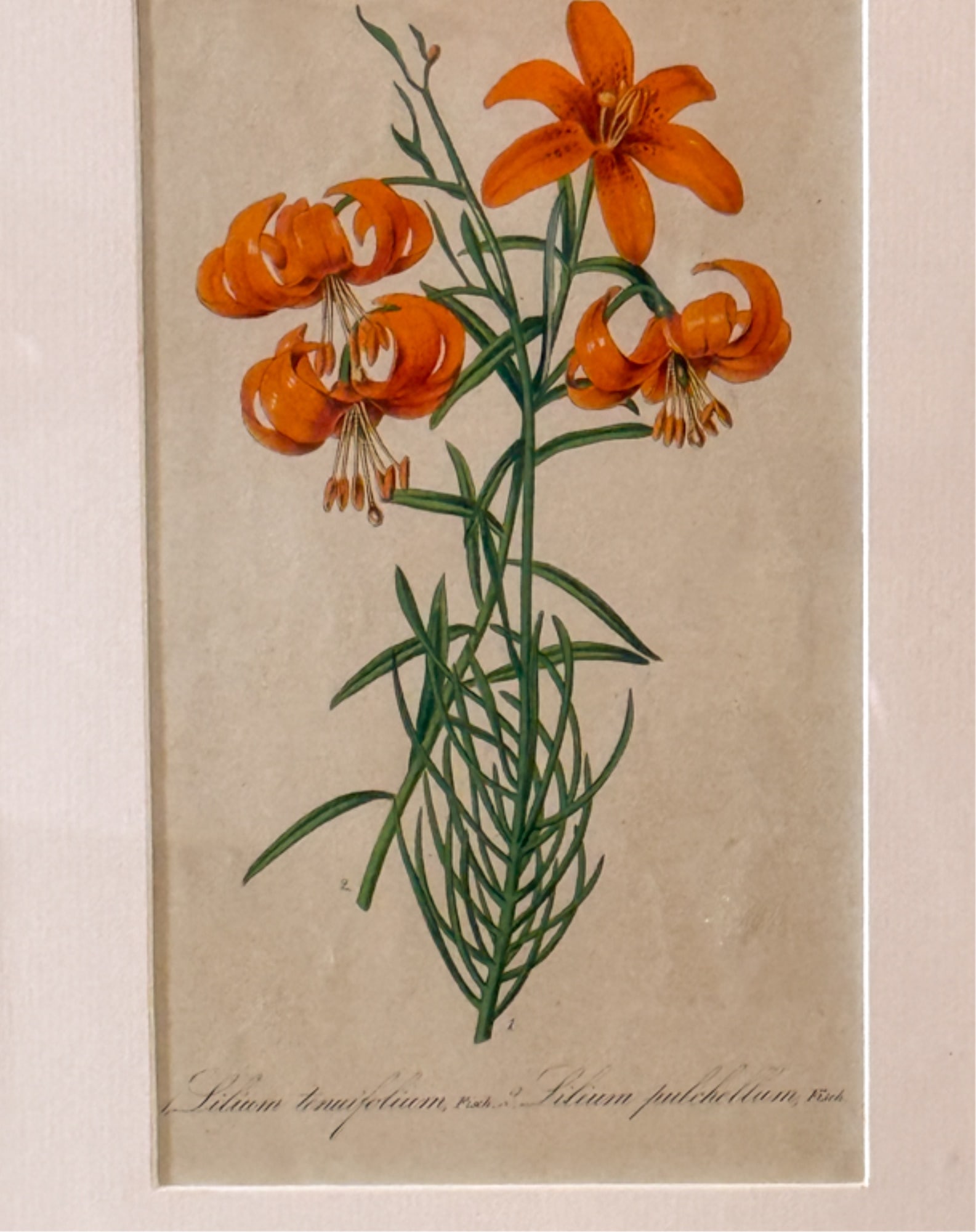 FOUR (19thc) BOTANICAL LITHOS IN MATCHING FRAMES - 3