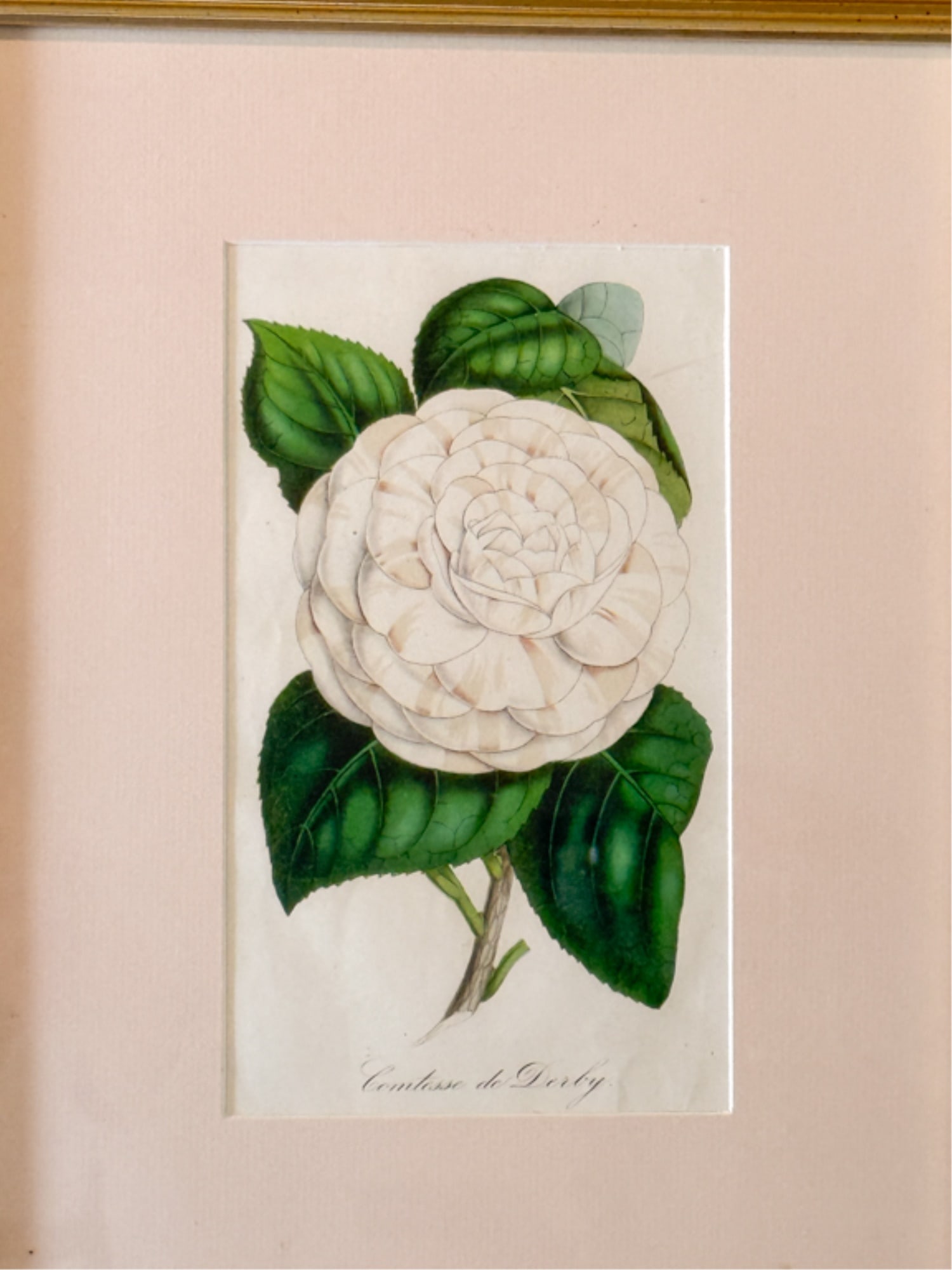 FOUR (19thc) BOTANICAL LITHOS IN MATCHING FRAMES - 4