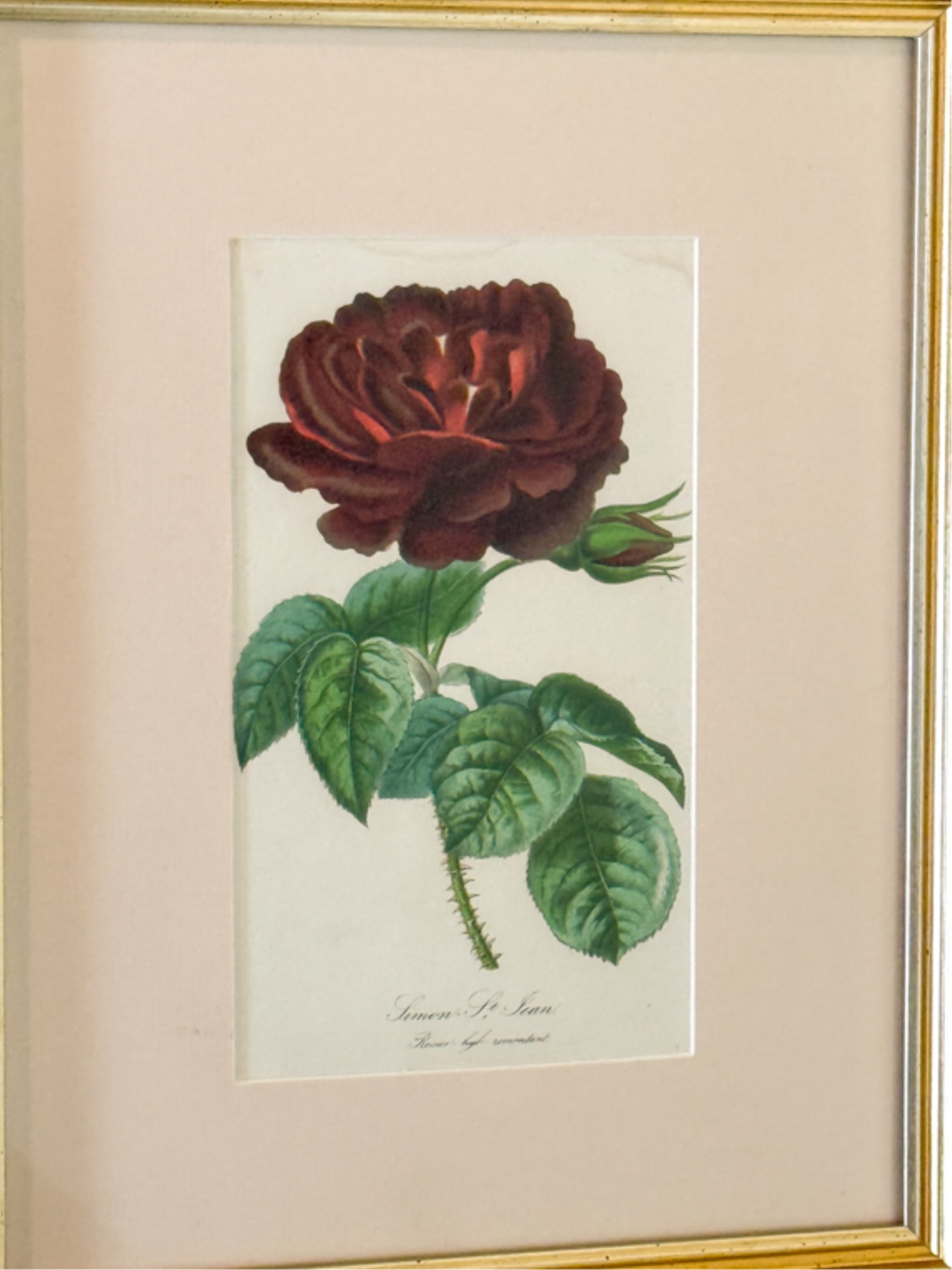 FOUR (19thc) BOTANICAL LITHOS IN MATCHING FRAMES - 5