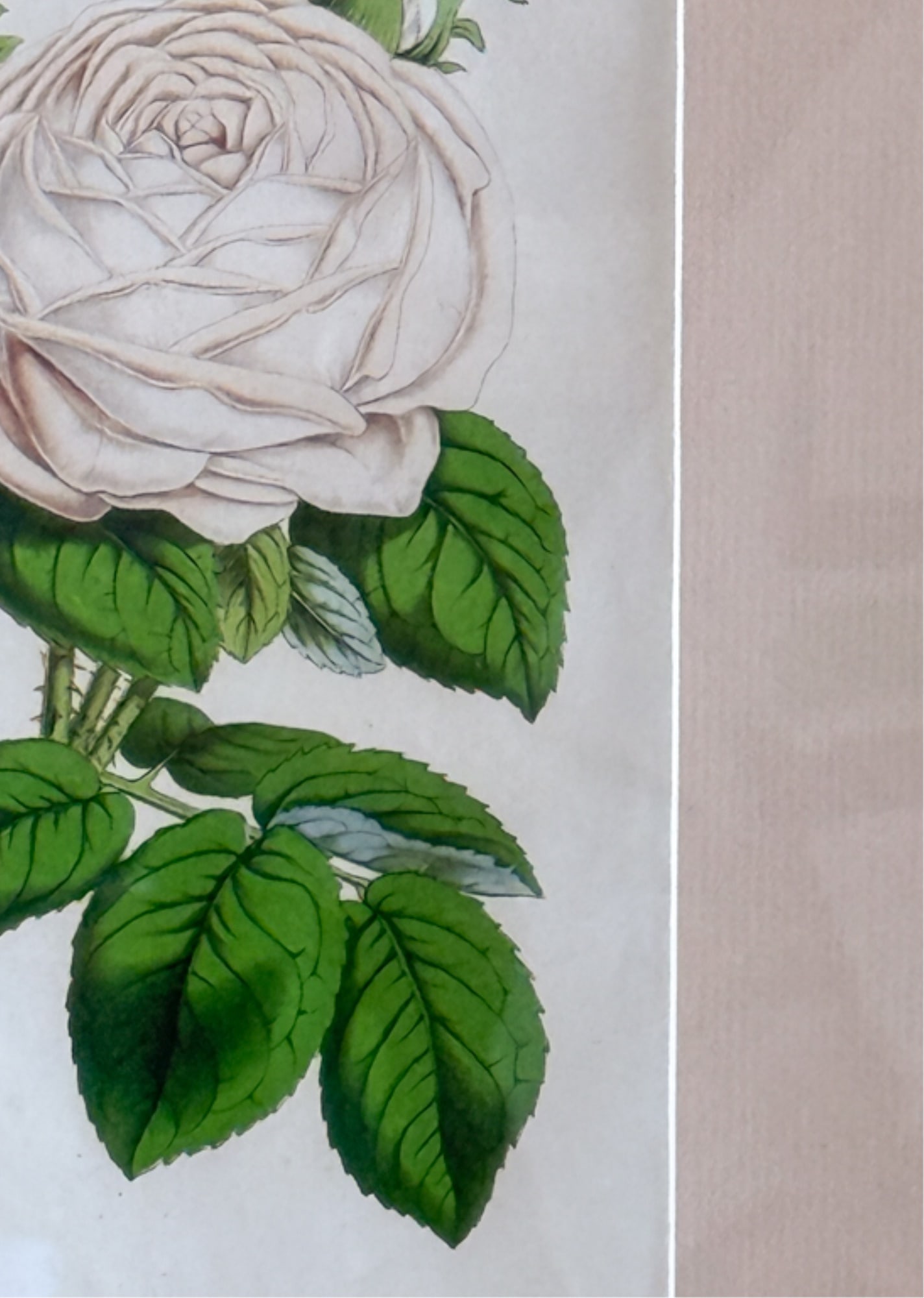 FOUR (19thc) BOTANICAL LITHOS IN MATCHING FRAMES - 6