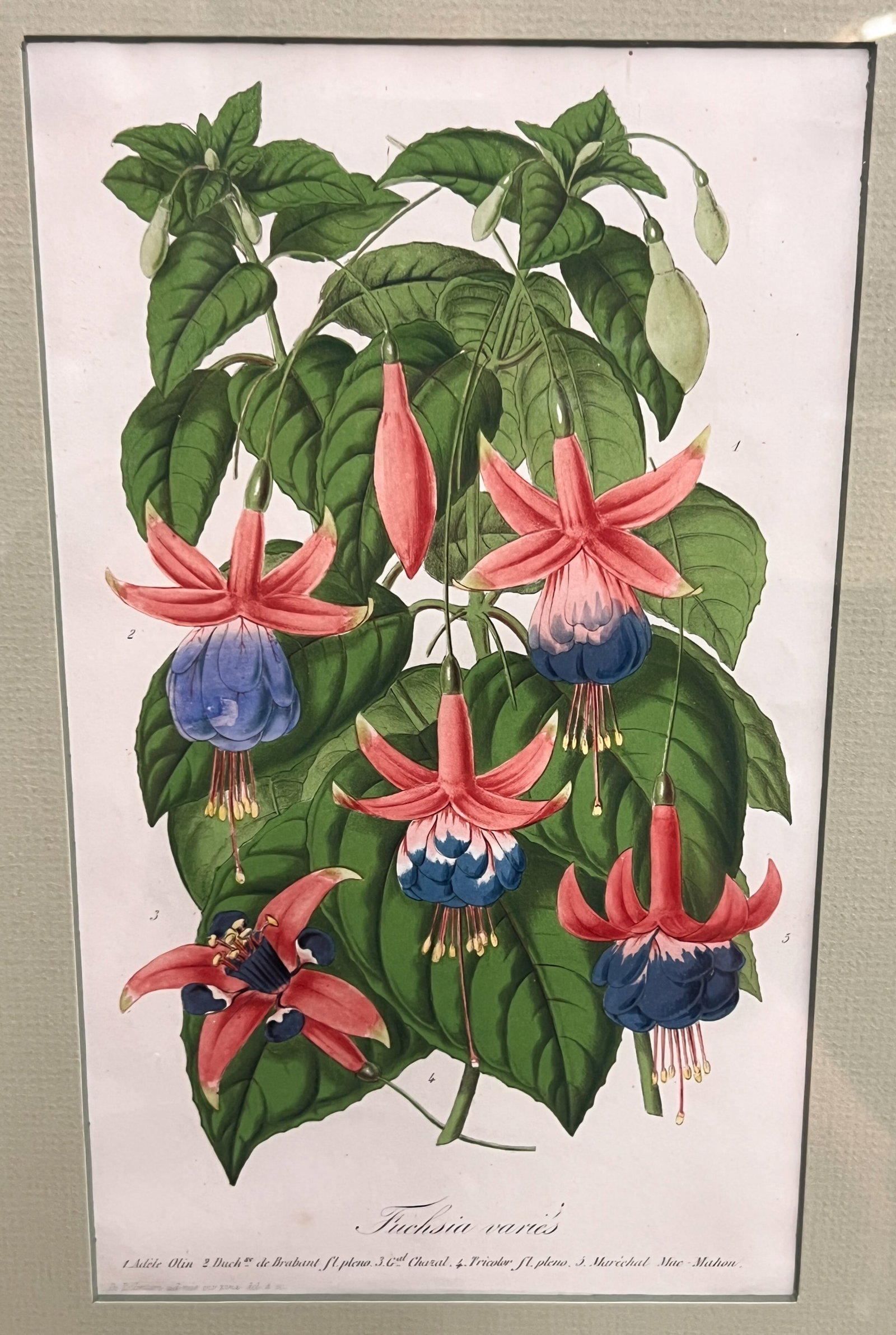 SIX (19thc) BOTANICAL LITHOS IN MATCHING FRAMES - 7