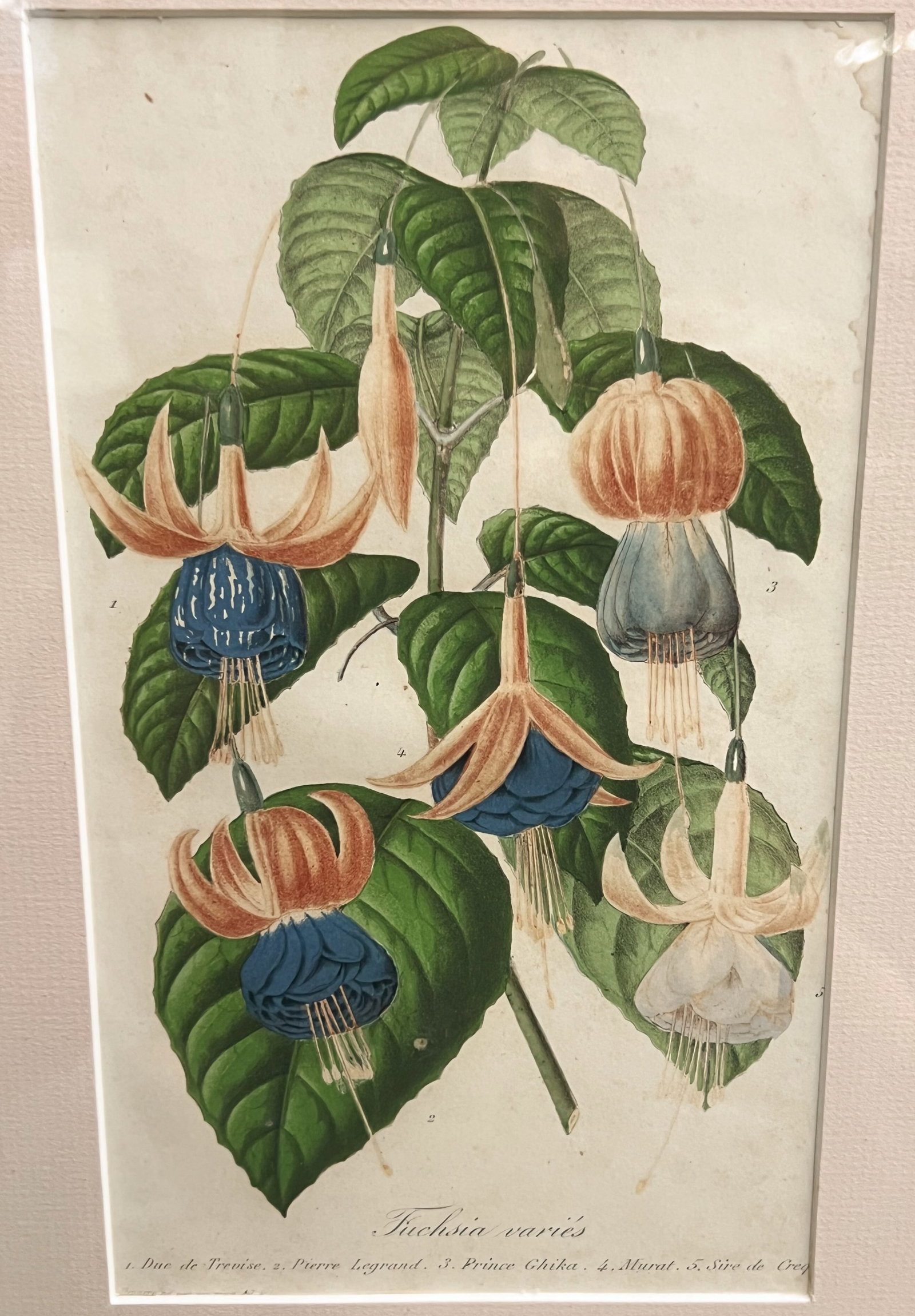 SIX (19thc) BOTANICAL LITHOS IN MATCHING FRAMES - 8