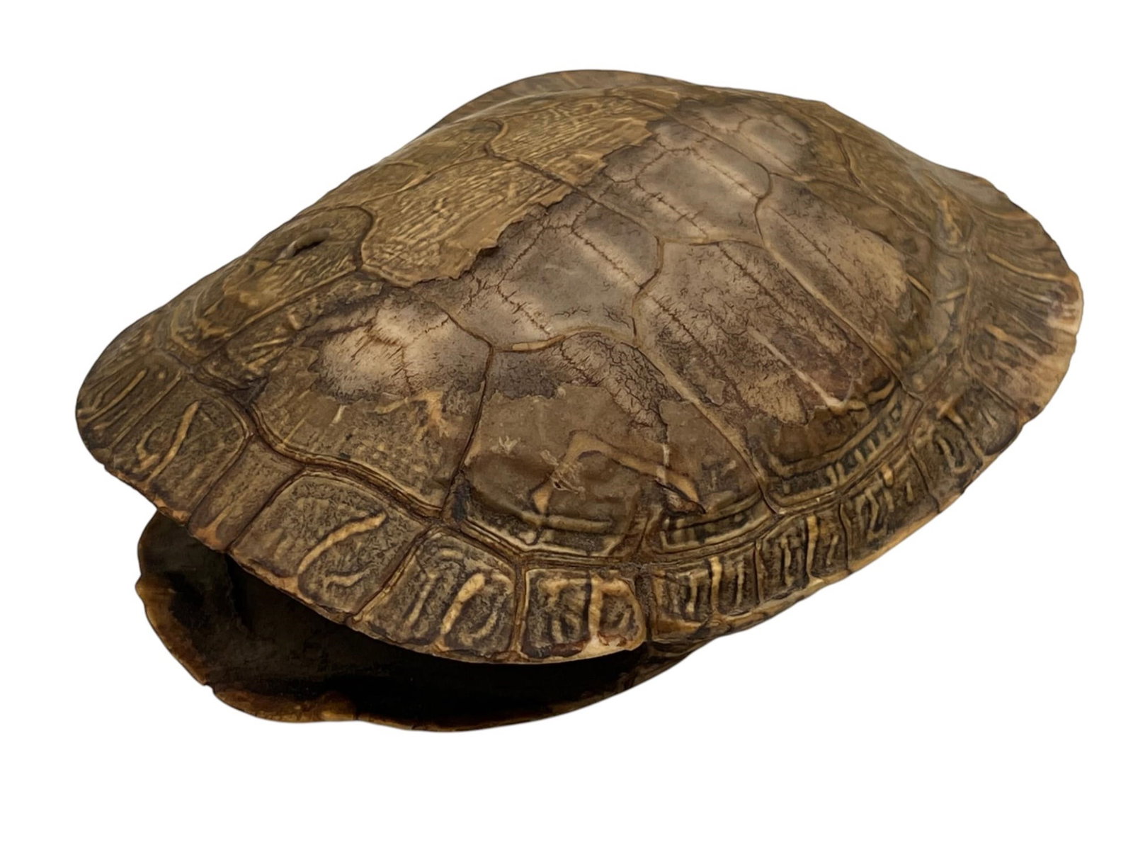 NATIVE AMERICAN BEADWORK FRAGMENT & TURTLE SHELL - 3