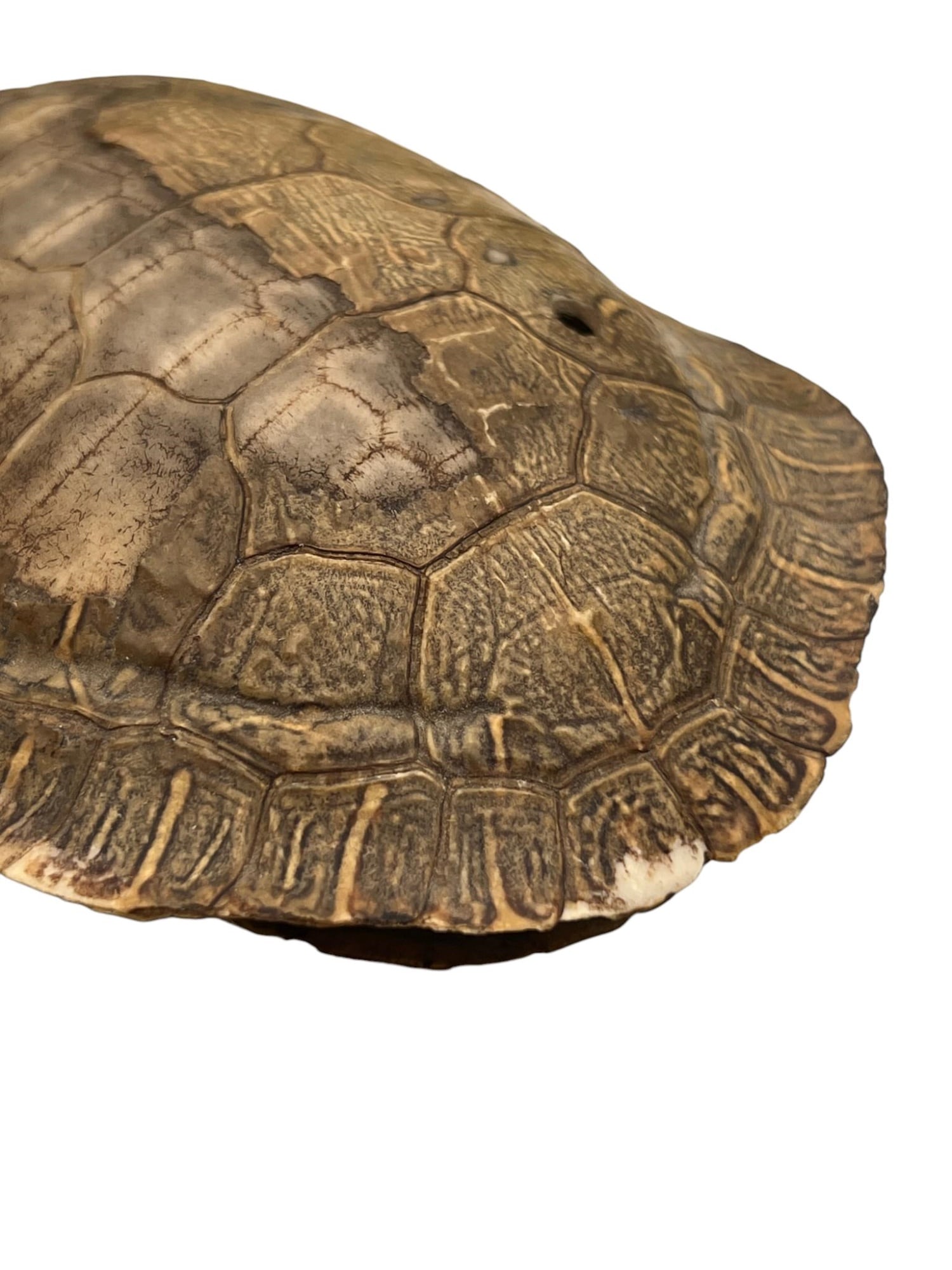 NATIVE AMERICAN BEADWORK FRAGMENT & TURTLE SHELL - 4