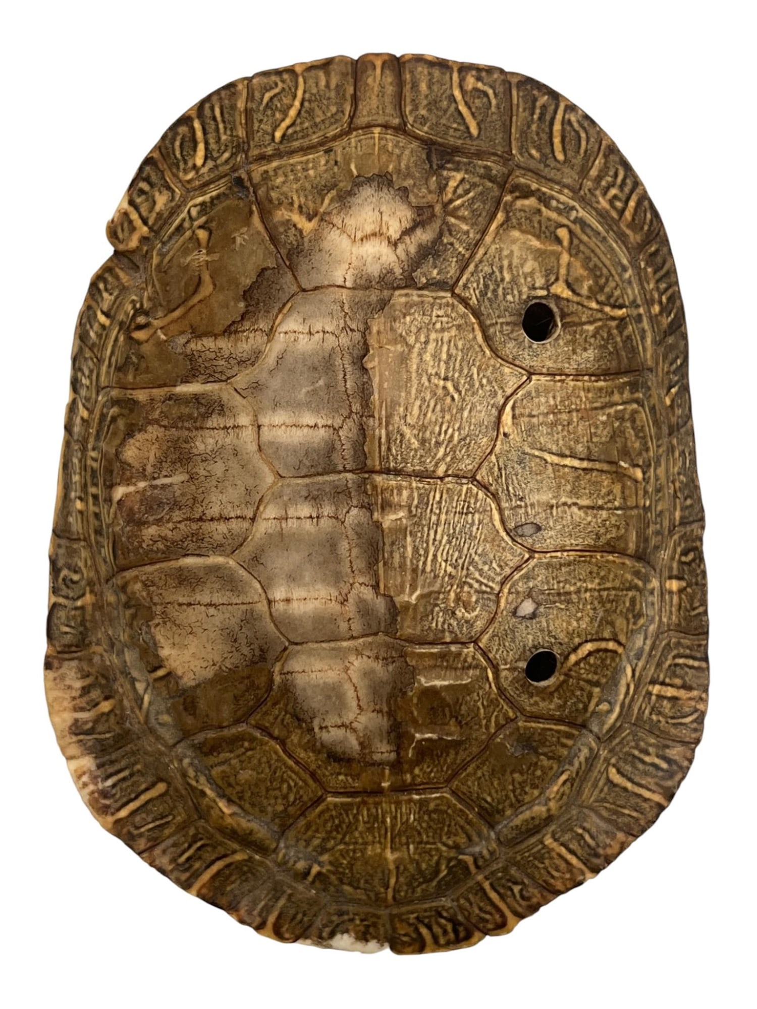 NATIVE AMERICAN BEADWORK FRAGMENT & TURTLE SHELL - 6