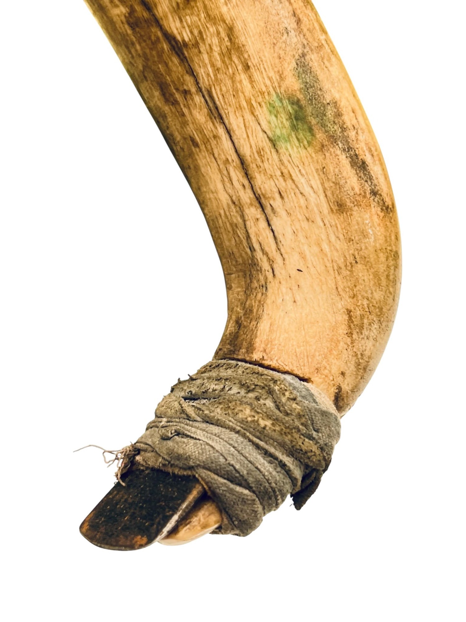 LARGE NATIVE AMERICAN HIDE SCRAPING TOOL - 7