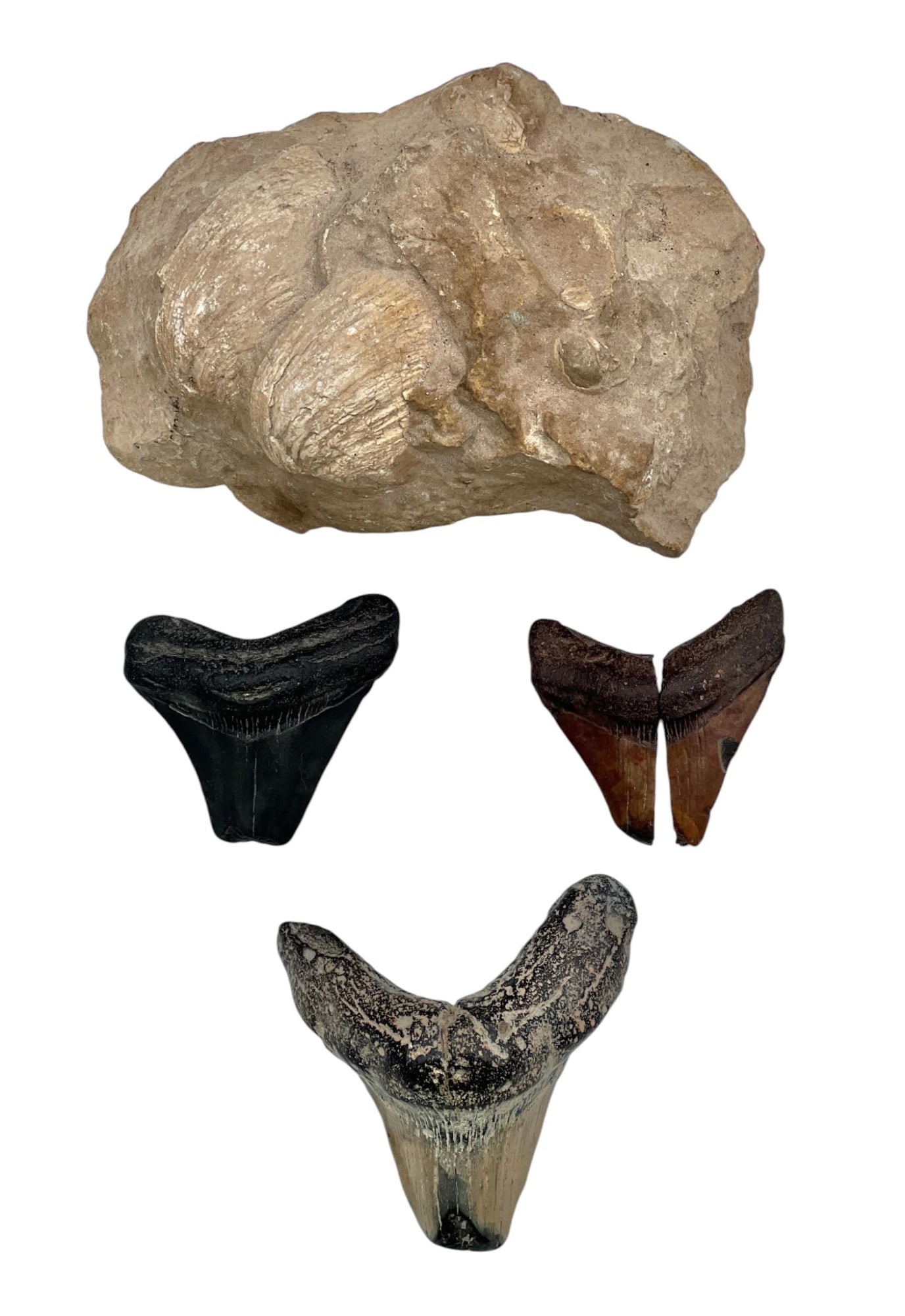 (3) FOSSILIZED MEGALODON TEETH & MARINE SHELL (1 of 6)
