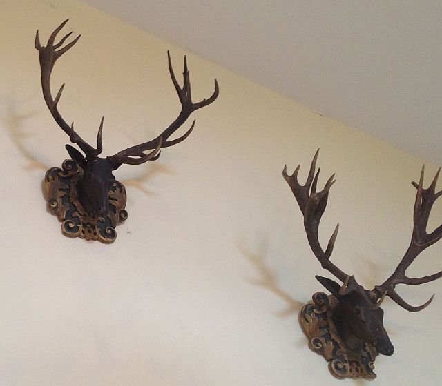 Pair of Late 18th/Early 19th C Austrian Elk Heads: Wood, carved and painted with gilt highlights with attached antlers, life sized. The height from the tip of an antler to base of the mounting is roughly 50". The widest length is roughly 45". Conditio