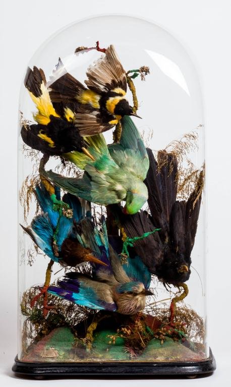 VICTORIAN TAXIDERMY UNDER DOME INCLUDING PARROT: Including (6) birds. 27 x 15 x 10 inches