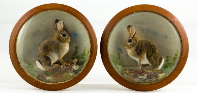 PAIR OF CARVED AND PAINTED RABBIT SHADOW BOXES: Early 20th c. beautifully executed pair of shadow boxes in undercut wooden bowls with painted and carved baby rabbits each behind a circular convex glass. Diameter 10 inches.