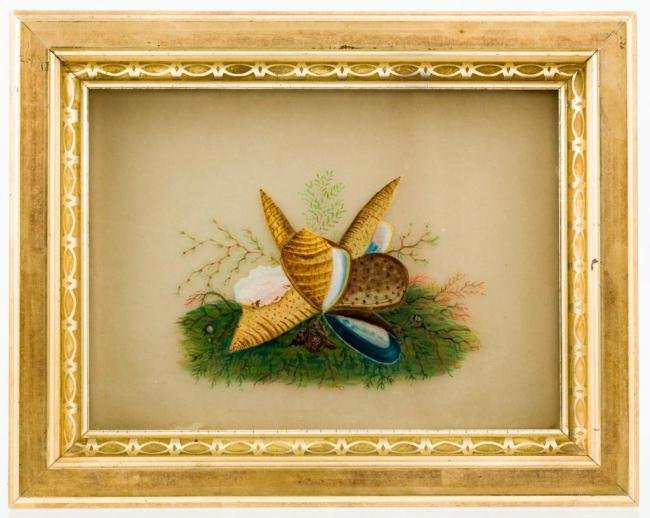 19th c. STILL LIFE ON GLASS OF SHELLS AND ALGAE: 6 1/2 x 9 inches