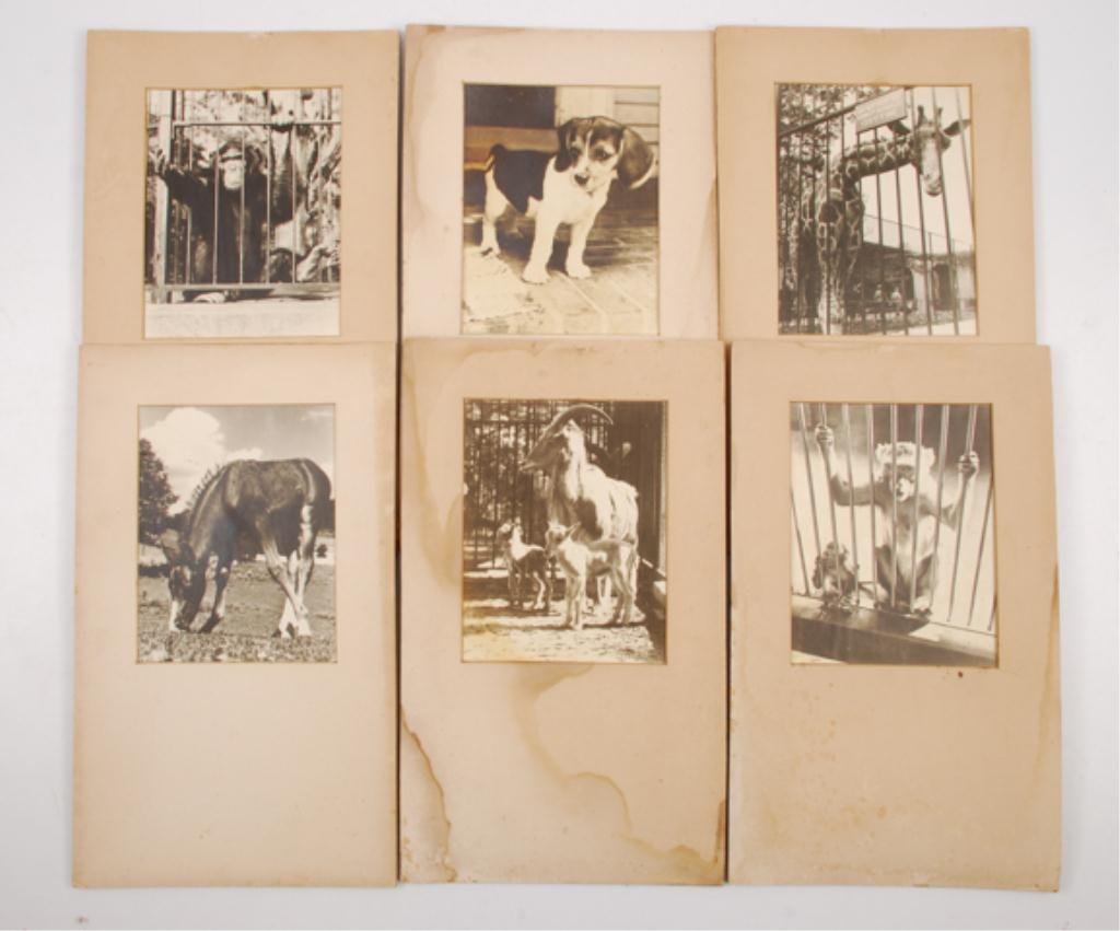 (Early 20th c.) Ira Haas Animal Photographs: (16) Matted black and white photographs of dogs, folds, kittens, monkeys, goats, puppies. approx 5 x 6 (on average). most signed in print. Condition: Mostly good, mat boards toned, surface grime.