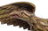 (Early 20thc) Carved & Painted Wooden Eagle Finial - 3