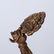 Tibetan Gilt Bronze Guanyin, open Lotus Throne - 6