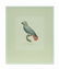 Ash Parrot; 19 C Color Etching Barraband