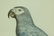 Ash Parrot; 19 C Color Etching Barraband - 2