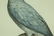 Ash Parrot; 19 C Color Etching Barraband - 3