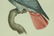 Ash Parrot; 19 C Color Etching Barraband - 4