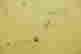 item-130787182=6