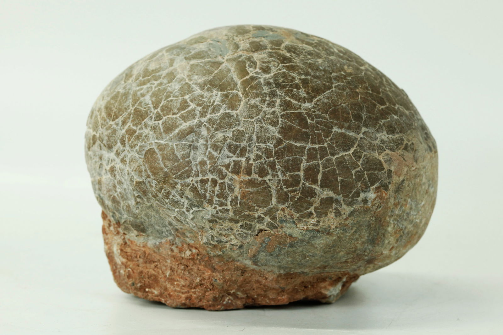 Dinosaur Egg Fossil (1 of 4)