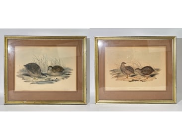John Gould: Pr Hand Colored Bird Lithographs 1840