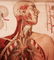 VINTAGE HUMAN BODY CHART ANATOMICAL EMIL HOELEMANN - 4