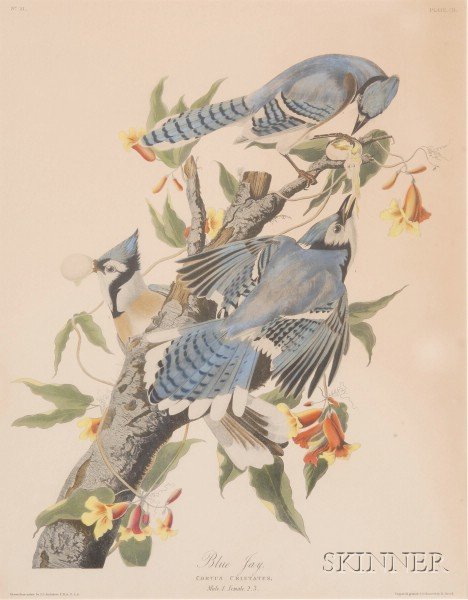 Audubon, John James (1785-1851), Blue Jay, plate C: Audubon, John James (1785-1851), Blue Jay, plate CII from The Birds of America, engraved, printed and hand-colored by Robert Havell, London, c. 1834, 25 1/4 x 19 3/4 in., (toned, cut down).