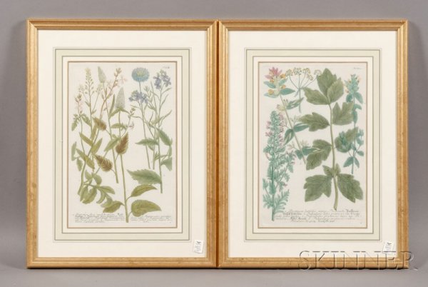 Continental School, 18th/19th Century, Two Botanic: Continental School, 18th/19th Century Two Botanical Images Numbered 800 and 862 within the plates u.r., labels from Washington Square Gallery, Ltd., Philadelphia, affixed to the reverse. Engravings wi