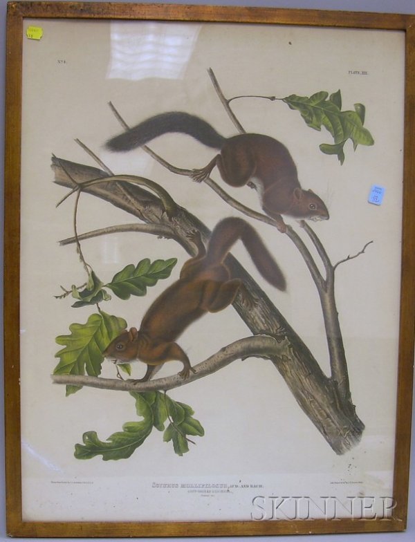 Framed J.T. Bowen Hand-colored Lithograph Soft-hair: Framed J.T. Bowen Hand-colored Lithograph Soft-haired Squirrel, after J.J. Audubon, sight size 27 1/2 x 21 in.