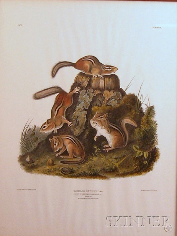 Audubon, John James (1785-1851), Chipping Squirrel: Audubon, John James (1785-1851), Chipping Squirrel, Hackee, plate VIII from The Viviparous Quadrupeds of North America, lithograph printed in colors and heightened with tones of gum arabic, by J.T. Bo