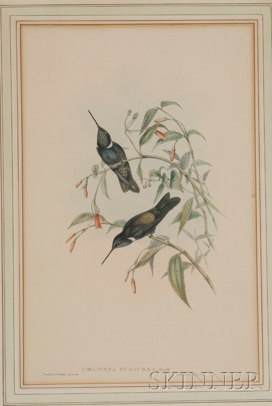 (Ornithological), Gould, J. & Richter, H.C., Two p: (Ornithological), Gould, J. & Richter, H.C., Two prints: Amazilia Corallirostris and Coeligena Purpurea, each lithograph printed in colors and heightened with gum arabic by Hullmandel & Walton, folio,