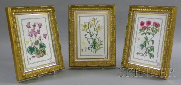 Set of Three Framed Royal Worcester Transfer Decora: Set of Three Framed Royal Worcester Transfer Decorated Botanical Studies Porcelain Plaques, Cyclamen, Potentilla, and Salpiglossis, sight size 10 x 6 3/4 in.