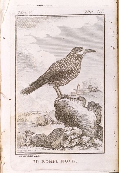 (Ornithology), Storia Naturale, Naples, 1778, one f: (Ornithology), Storia Naturale, Naples, 1778, Volume V only, with eleven engraved bird plates, full vellum, 8vo, (worming, spotting, soiling, starting).