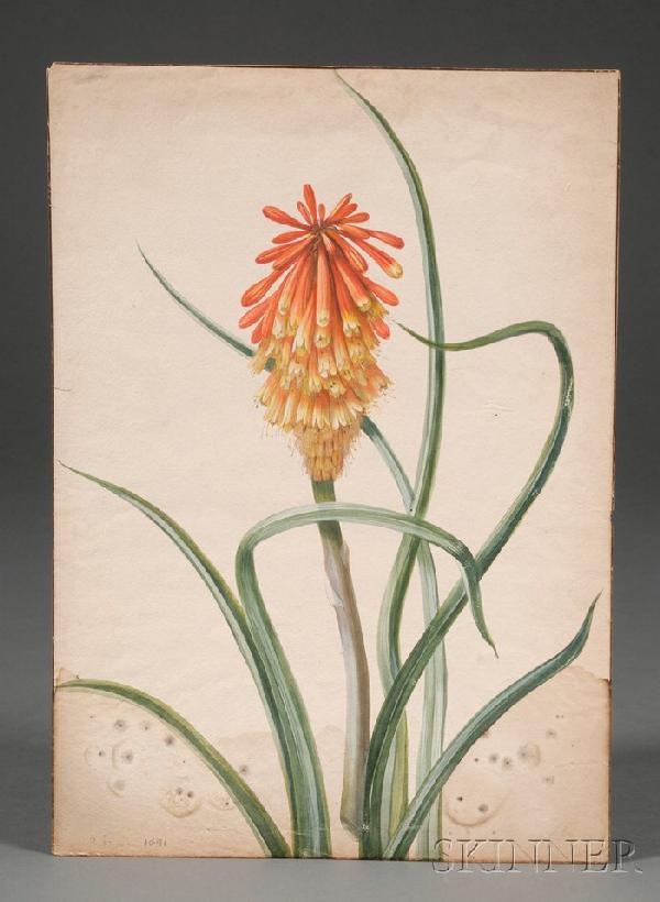 Continental School, 17th Century Botanical waterc: Continental School, 17th Century Botanical watercolor on paper, bearing inked inscription to reverse dated 20 August 1691, and signed Withoos, depicting an orange and red flower stem, unframed, sheet 